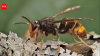 In 2023, America’s first live yellow-legged hornet, a bee-killing predator, was found in Georgia