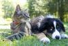 New York Among the Worst? A 2026 Report Ranks Best and Worst Cities for Pets