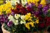 Gardeners can get 10 fragrant wallflowers for £9.99 that bloom in autumn and spring