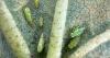 Cotton jassid: the invasive pest shocking U.S. cotton