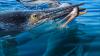 Stunning fossil from Australian outback reveals pliosaur killed a sea monster that had just eaten a pterosaur