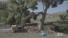 Tree Sitter Stops Border Wall Construction in Arizona Now for Six Days