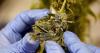 Studies: CBD, THC combo can improve late-stage dementia patients’ quality of life