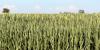 Canton, S.D. issued BDO Zone ‘A’ Rating for corn stover