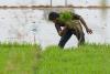 Saudi Aramco backs India’s Mitti Labs to make Asia’s rice farming more water-resilient