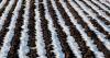 USDA restores prevented planting buy-up option for crop insurance
