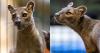 Racine Zoo welcomes Fosa sisters; made trip from Central Florida Zoo