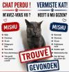 Pet cat reunited with owner after going missing at Brussels airport for 17 days