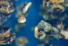 Lawsuit Filed to Stop Pollution from Industrial Shellfish Aquaculture Hatchery