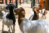 The L.A. Zoo just welcomed four adorable South African baby goats — and visitors can now meet and pet these six-month-old cuties