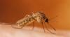 West Nile virus detected in Delaware chickens, no human cases reported