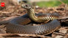 Researchers examined every body vertebra in 13 Australian snakes and found five distinct regions