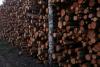 Amazon Crime Sweep Nets 839 Arrests, but Laundered Gold and Timber Enters US Markets