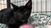 Trapped in a California sewer for weeks, Stormy the kitten is ready for adoption
