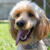 Talbot Humane Joins Maryland 3000 Challenge to Help More Homeless Pets Find Loving Homes