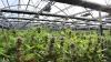 Colorado's empty cannabis cultivation buildings could offer data centers a ready-made home