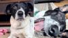 In Hawaii, flood-rescued dog recovers from eye surgery, and still needs a forever home