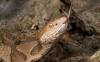Copperhead hiding on South Carolina porch sends woman to 3 different hospitals for antivenom