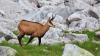 Tatra Chamois Population Has Increased Since Last Year