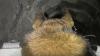 Oketz dog leads IDF troops to rocket-filled Hamas tunnel in southern Gaza