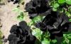 Turkey's famed 'black roses' only keep their near-black shade in specific soil conditions