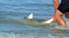 Los Angeles angler put his hands in an 8-foot shark's mouth to remove hook, then sent it back to sea