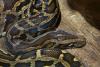 In Southwest Florida, Burmese pythons have become a major part of State Department employees' briefing