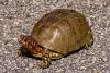 More than 100 nonnative box turtles spark a roadside rescue in New Jersey