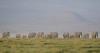Kenya: Recent elephant deaths thought to be linked to pesticides