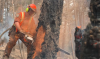 British Columbia wildfires: Insurance Bureau of Canada provides insurance guidance