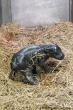 Toronto's Moo Deng: Zoo welcomes newborn pygmy hippo calf
