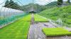 Former Japanese corporate worker traded city life for mountain life as an organic rice farmer