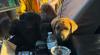 California firefighters rescue 6 puppies discovered in wildfire zone