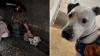 Recently adopted dog Roo made it home safe after 2 days in a dark San Francisco train tunnel