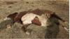 Colorado records 17th wolf death as CPW kills yearling tied to livestock losses