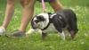 Rosie's Law: New Illinois law will allow courts to decide pet custody battles