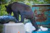 Pennsylvania black bear climbs dumpster, steals a garbage bag, and tears into dinner