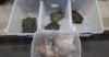 Hong Kong Customs Seizes Endangered Turtles and Crocodile Meat Worth $5,900 at Shenzhen Bay Control Point