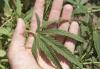 Albanian nationals appear in court after 500 cannabis plants seized from two homes