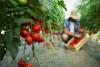World braces for new wave of food price surges due to Middle East, Ukraine wars, FAO warns