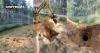 Lithuanian Border Guards Spot Underground Smuggling Route Dug From Belarus