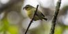 Endangered Maui bird benefits from $200M celebrity push