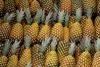 Panama Exports 1680 boxes of MD2 Pineapples to Saudi Arabia in its Third Trade Shipment
