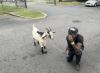 DC Has a New Celebrity. He’s a Goat.