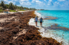 Record 27 Million Tons of Sargassum Smothers Caribbean and Gulf Beaches, Threatening Tourism