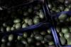 US halts avocado export inspections in Mexico's Michoacan over security alert