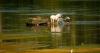 Central Europe swelters and Slovakia and Austria hit their record high temperatures