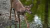What is Ohio's deadliest animal? It's probably not what you think