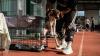 Olympic stadium turned into emergency shelter for dogs rescued from Greece wildfires
