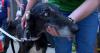 5 greyhounds rescued from Oklahoma begin long road to recovery